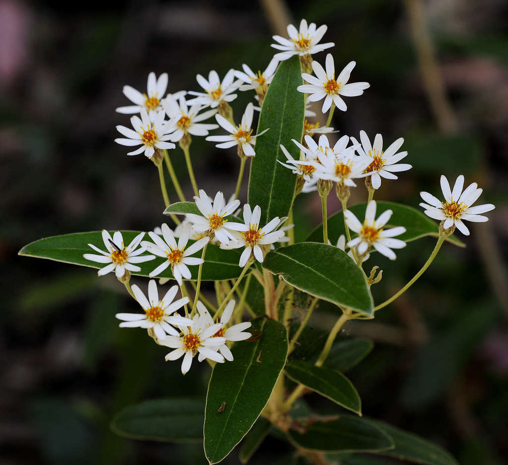 Large-Leaved Daisy-bush
