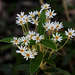Olearia megalophylla - Photo (c) chrisclarke25,  זכויות יוצרים חלקיות (CC BY), uploaded by chrisclarke25