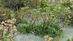 Aciphylla glacialis