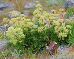Aciphylla glacialis