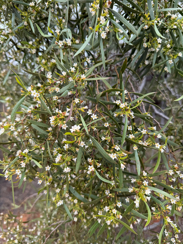 Myoporum platycarpum observed 2026-10-12