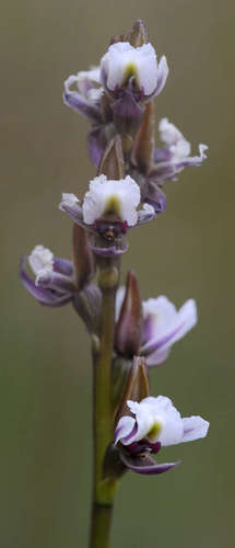 Image of Prasophyllum suttonii by (c) Chris Clarke, some rights reserved (CC BY)