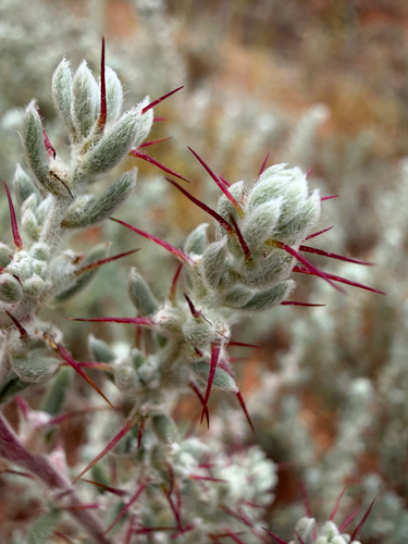 Sclerolaena obliquicuspis, 2026-10-12