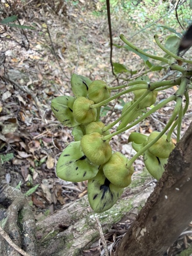Mucuna gigantea observed 2026-10-09