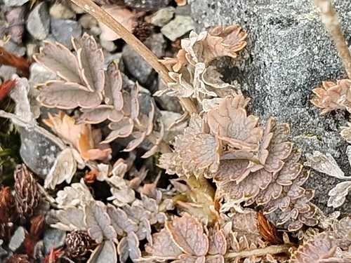 Acaena inermis observed 2026-10-10
