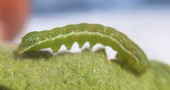 Noctuidae