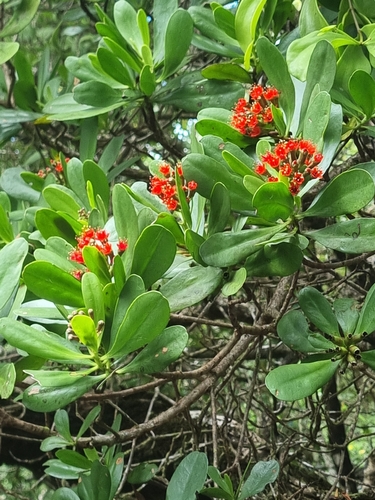 Lumnitzera littorea observed 2026-10-12