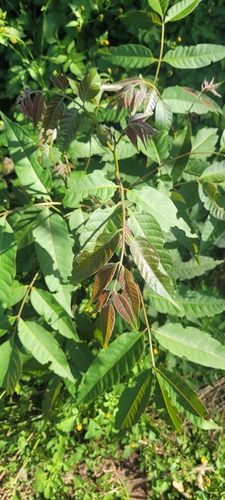 Toona ciliata observed 2026-10-12