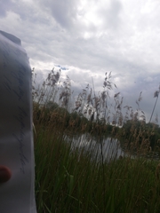 Phragmites australis