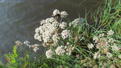 Conioselinum tataricum