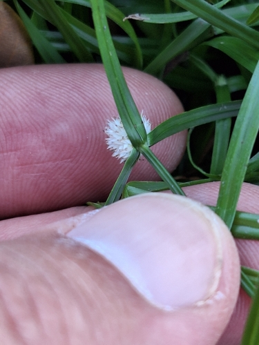 Cyperus mindorensis observed 2026-10-11
