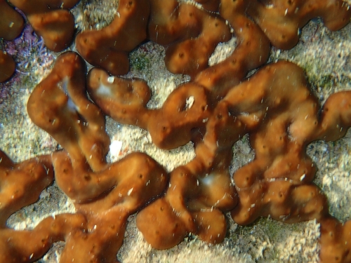 Nucula observed 2026-10-10