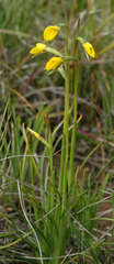 Diuris chryseopsis