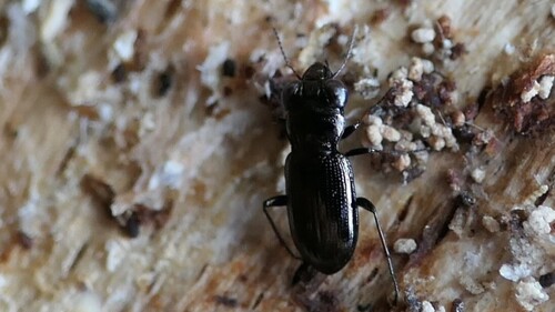 Notiophilus palustris