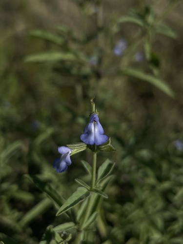Salvia reflexa observed 2026-10-10