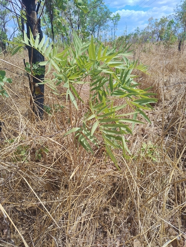 Owenia vernicosa, 2026-10-12