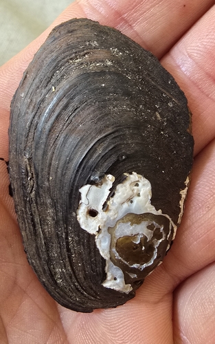 Freshwater mussel, 2026-10-12