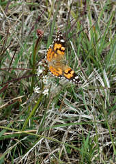 Stackhousia subterranea