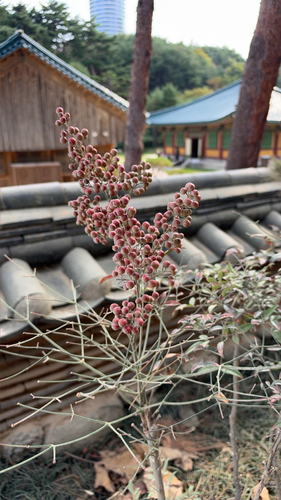 Heavenly bamboo