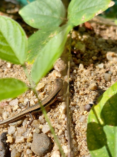 Sphenomorphus maculatus observed 2026-10-12