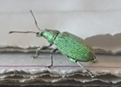 Phyllobius pomaceus