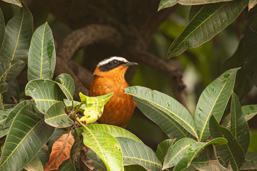 White-browed Robin-Chat
