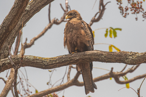 Yellow-billed Kite
