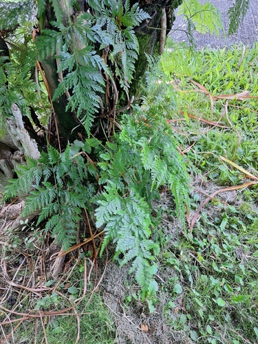 Davallia fejeensis observed 2026-10-11