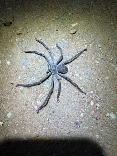 Isopoda observed 2026-10-06