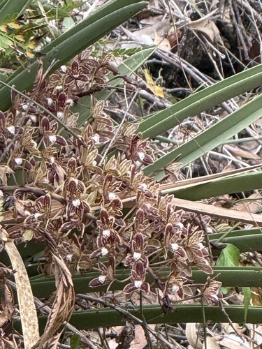 Channelled boat-lip orchid