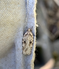 Agonopterix canadensis