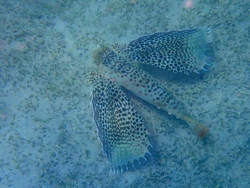 Dactyloptena observed 2026-10-12
