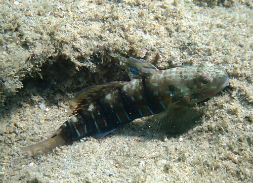 Amblygobius phalaena observed 2026-10-12