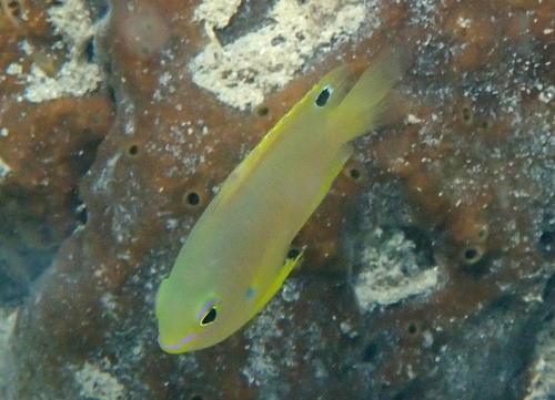 Pomacentrus amboinensis observed 2026-10-12
