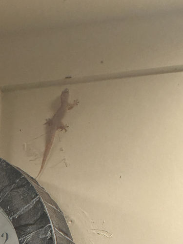 Hemidactylus frenatus observed 2026-10-11