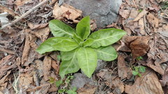 Picris japonica kamtschatica