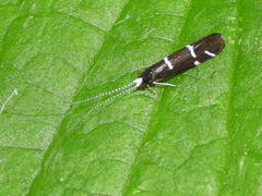 Athripsodes albifrons