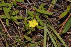 Hibbertia salicifolia