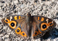 Junonia villida calybe