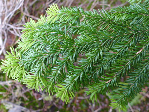 Pacific silver fir
