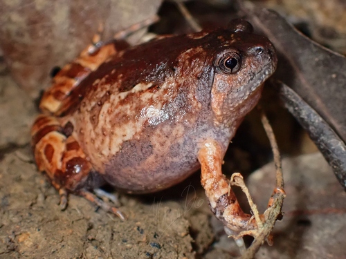 Glyphoglossus guttulatus observed 2026-10-11