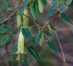 Correa reflexa reflexa