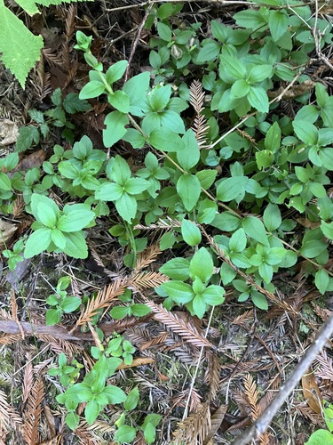 Whipplea modesta observed 2026-10-10