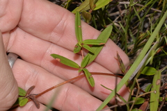 Hibbertia salicifolia