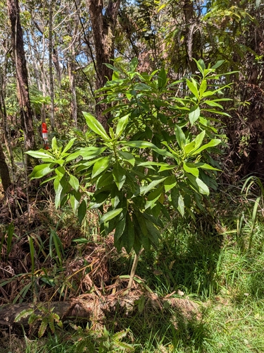 Scaevola chamissoniana observed 2026-10-02