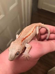 Rhacodactylus auriculatus