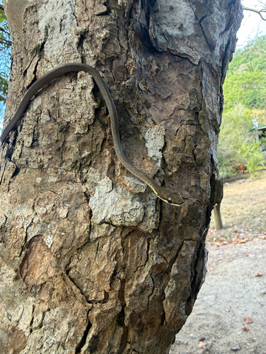 Dendrelaphis calligaster observed 2026-10-12