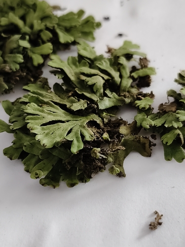 Marchantia paleacea observed 2026-10-12