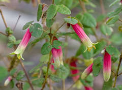 Correa reflexa reflexa