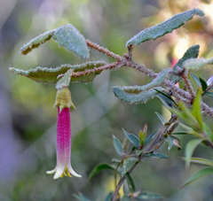 Correa aemula × reflexa
